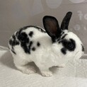 ミニレッキス(ブロークンブラック)決定