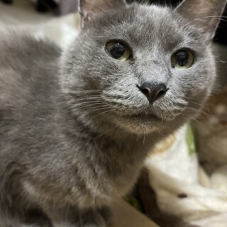 先住ちゃんのお友達に★レコーダー