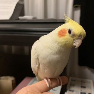 オカメインコ　オス　ルチノー
