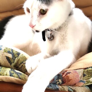 超美男子！人が大好き！明るく楽しく活発な八割れ君