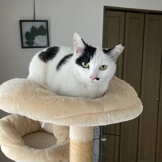 イケメンシロちゃん