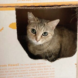 焼肉屋のアイドル母猫キジトラメス　