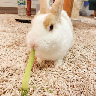 ミックスラビット♂大切に育ててくれる方募集