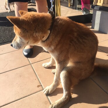 柴犬を2カ月保護(2017.12.9から2018.2.9)無事飼い主さんに引き渡すことができました。