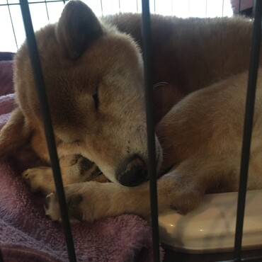 柴犬を2カ月保護(2017.12.9から2018.2.9)無事飼い主さんに引き渡すことができました。写真は保護翌朝の様子。沢山食べてグッスリ眠っています。