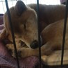 柴犬を2カ月保護(2017.12.9から2018.2.9)無事飼い主さんに引き渡すことができました。写真は保護翌朝の様子。沢山食べてグッスリ眠っています。