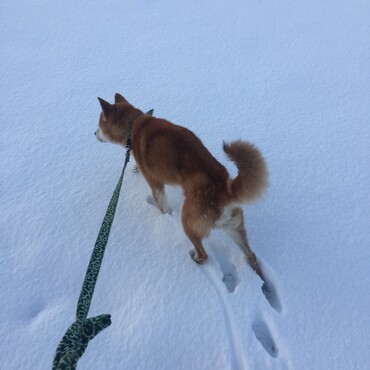 保護直後は歩けないくらい弱っていました。その後病院で老犬と判明。目が見えず耳も聞こえていない事がわかりました。飼い主宅よりお尻を擦りながら脱走した事もわかりました。