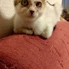 得意技は肩のりと添い寝。ふわふわ猫のあられちゃん サムネイル1