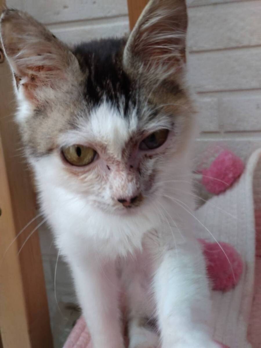 得意技は肩のりと添い寝。ふわふわ猫のあられちゃん サムネイル2