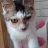 得意技は肩のりと添い寝。ふわふわ猫のあられちゃん サムネイル2