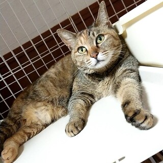 【クネ】おかげさまで里親様が決まりました。