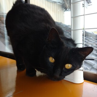 推定５歳☆声がカワイイ☆黒猫あんこちゃん