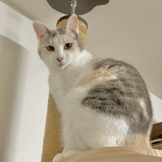 気高いパステルお嬢