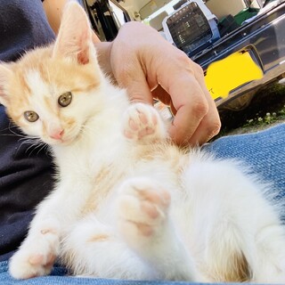 茶虎白の男の子(たいちゃん)