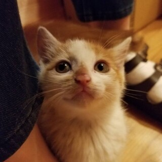 3兄弟の紅一点です！！