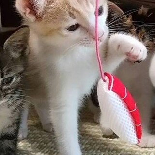 珍しい茶トラ女子。おんみょうちゃん