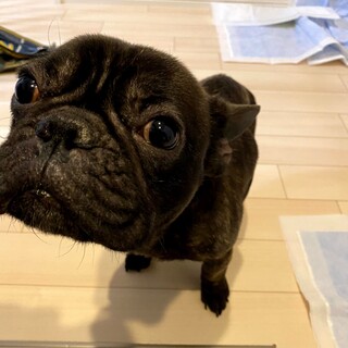 フレンチブルドック男の子