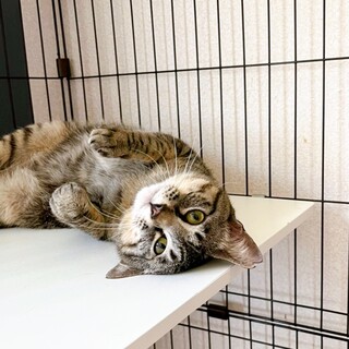 6/19西千葉ෆ⃛やんちゃな甘えん坊ෆ⃛トラジくん