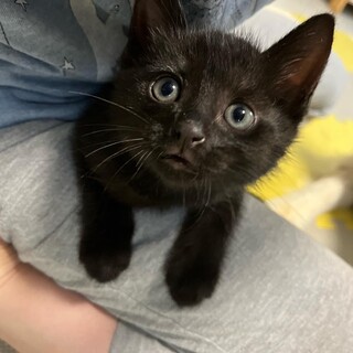 生後2ヶ月の黒猫♂