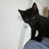 生後2ヶ月の黒猫♂ サムネイル2