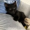 生後2ヶ月の黒猫♂ サムネイル3