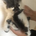 ふくよかな子猫です(^^)