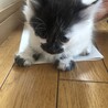 ふくよかな子猫です(^^) サムネイル3