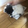 ふくよかな子猫です(^^) サムネイル4