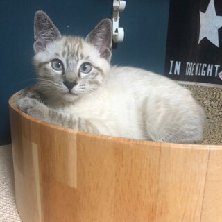 猫も人も大丈夫。人馴れ抜群。しゃむミックス♂こねこ