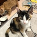 ビジュアル系美人三毛猫（仮称ミケコちゃん）