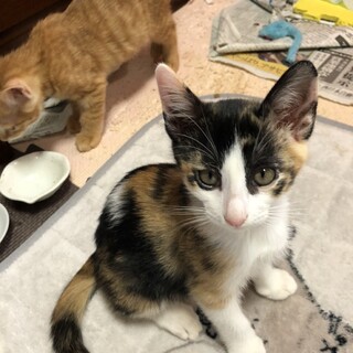 ビジュアル系美人三毛猫（仮称ミケコちゃん）