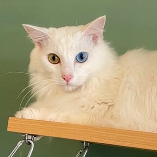 保護白猫 オッドアイ 里親募集中✨