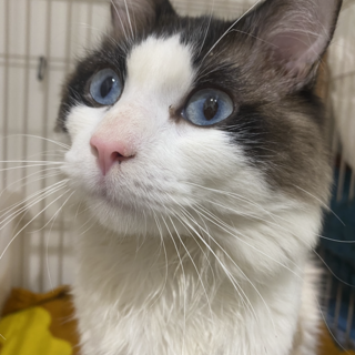 お外でケガをして保護されたゴディバくん 。