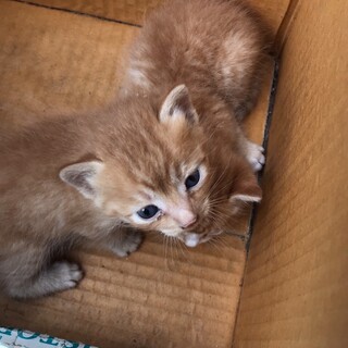子猫の里親さん募集します