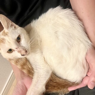 穏やかで人なつこい甘え上手な猫さん