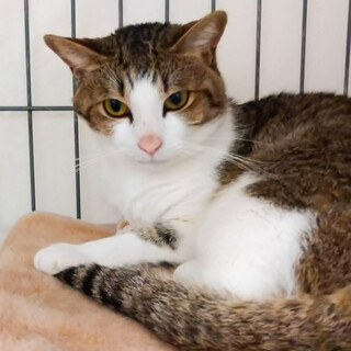 募集停止！馴れっこイケニャンハチ