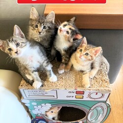 続々～子猫ラッシュ‼in小牧☆保護猫の譲渡会2022年6月4日（土）～ ちーむ にゃいんず