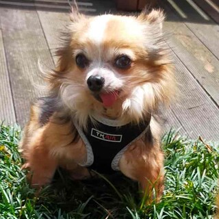 【繁殖場からレスキュー】チワワ♂シュウ