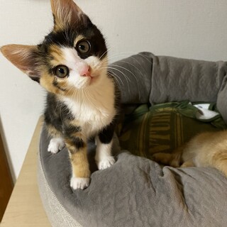 三毛柄 メス 約3.5ヶ月 