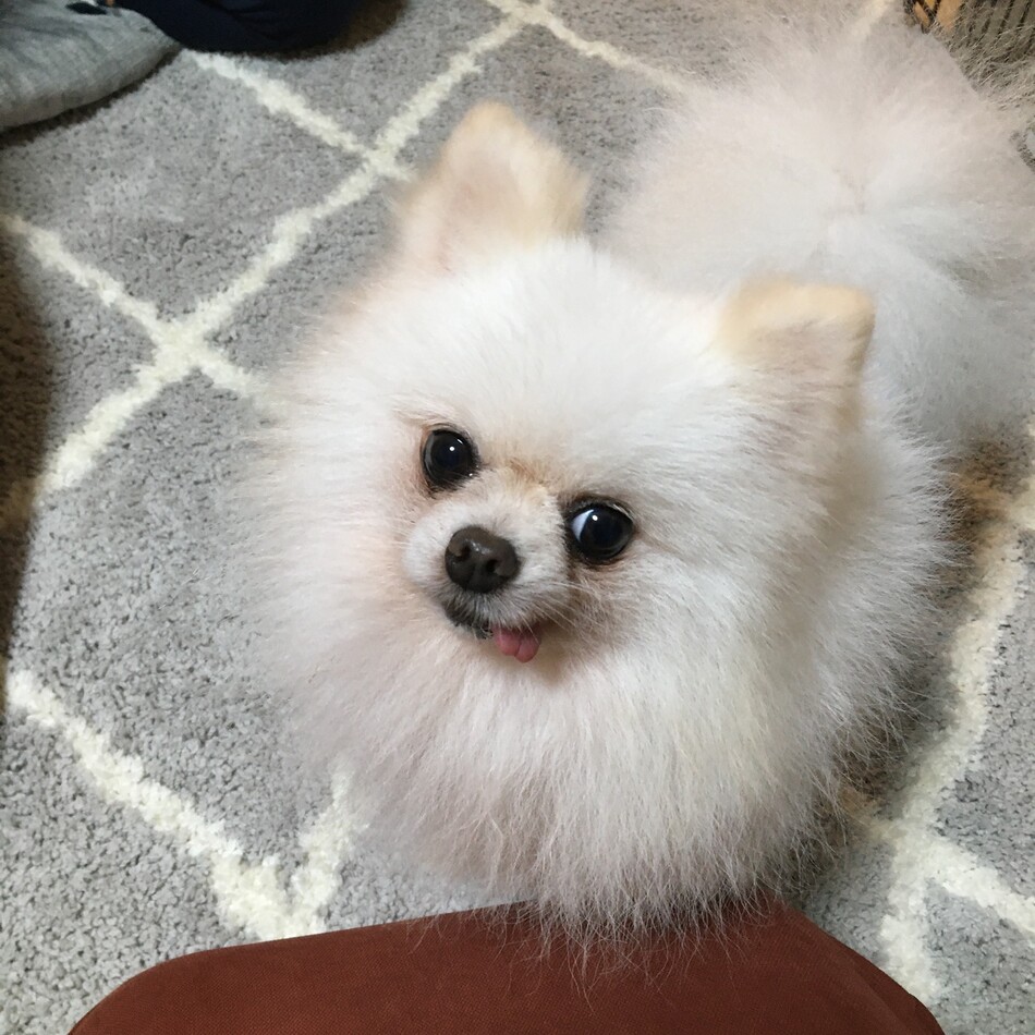 レンのカバー写真