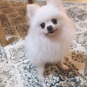 人懐っこいポメラニアン