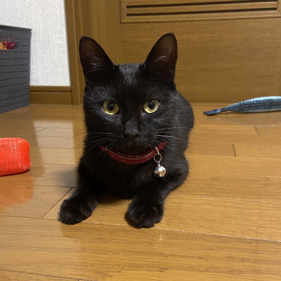 凛のカバー写真