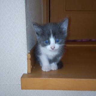 かわいい子猫です。