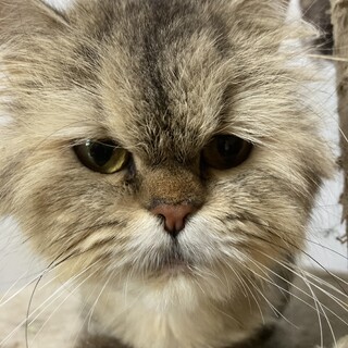 キジトラ長毛1   ペルシャ(チンチラ)ミックス