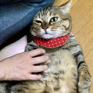 【ラブ君】甘えん坊のおっとりにゃんこ（飼育放棄）