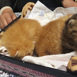 元気な仔猫、離乳食頑張っています