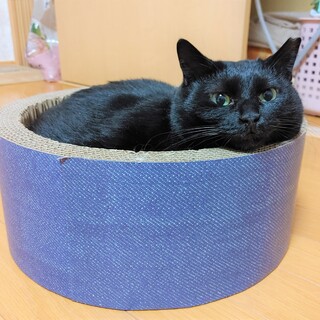 人馴れ修行中の美人ニャンコ　リリちゃん