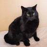 人馴れ修行中の美人ニャンコ　リリちゃん サムネイル2