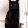 人馴れ修行中の美人ニャンコ　リリちゃん サムネイル3