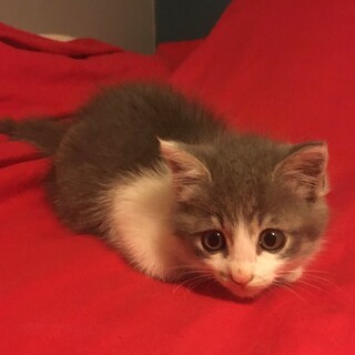 ★里親募集★MEI（メイ）